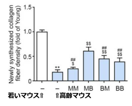 生成されるコラーゲン量を若いマウス、高齢のマウス、単極―単極(MM)マウス、単極―双極(MB)マウス、双極―単極(BM)マウス、双極―双極(BB)マウスで調べたのが上のグラフ