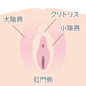 小陰唇の構造